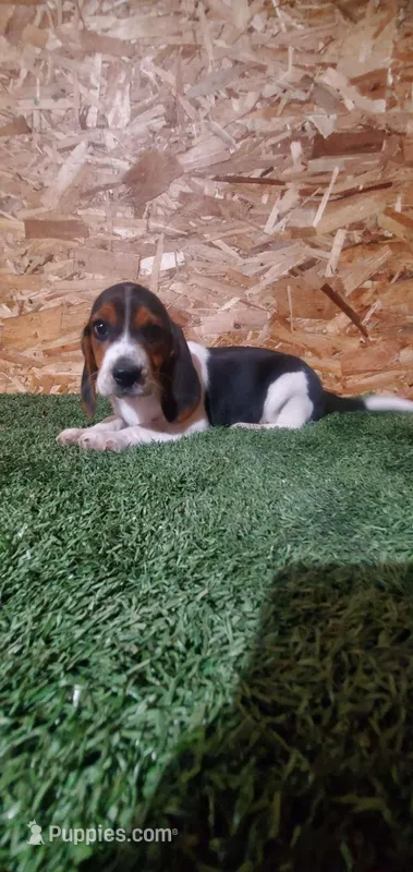 Bertha – Beagle puppy for sale in Montgomery, IN