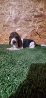 Bertha, a female Beagle for sale in Montgomery, IN – Photo 1 of 4