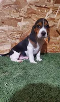Bertha, a female Beagle for sale in Montgomery, IN – Photo 2 of 4