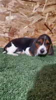 Bertha, a female Beagle for sale in Montgomery, IN – Photo 3 of 4