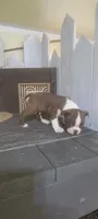 Harley, a male Boston Terrier for sale in Montgomery, IN – 4 of 6