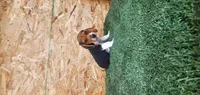Silas, a male Beagle for sale in Montgomery, IN – 2 of 3