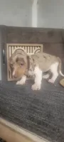 Trixie, a female Miniature Dachshund for sale in Montgomery, IN – 2 of 5