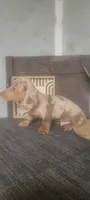 Thomas, a female Miniature Dachshund for sale in Montgomery, IN – 2 of 5