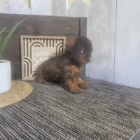 Evan, a male Yorkipoo for sale in Montgomery, IN – 6 of 6