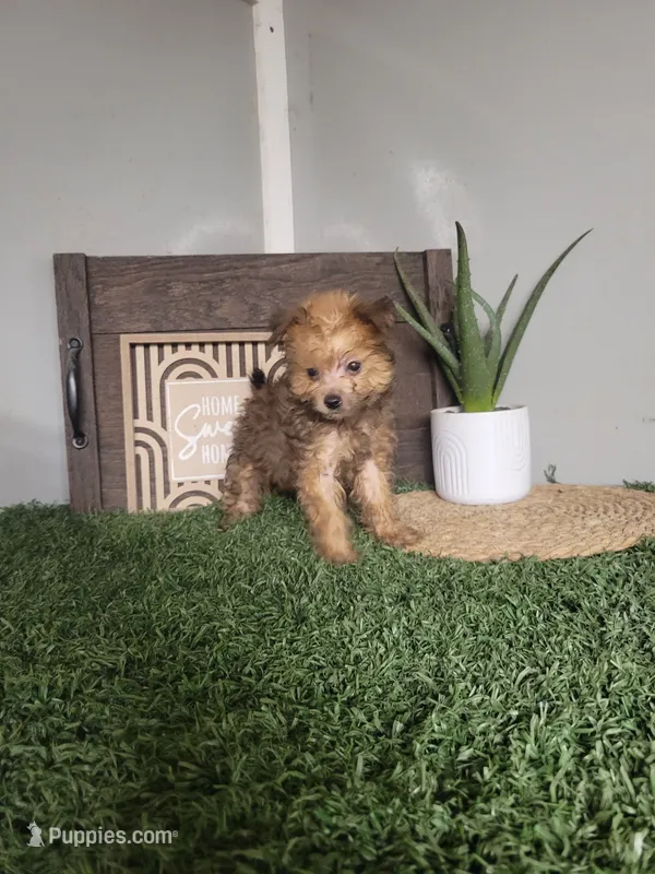 Freddy – Pomapoo puppy for sale in Montgomery, IN
