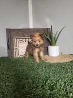 Freddy, a male Pomapoo for sale in Montgomery, IN – 1 of 7