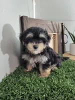 Abe, a male Morkie for sale in Montgomery, IN – 4 of 4