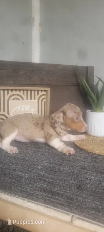 Trixie – Miniature Dachshund puppy for sale in Montgomery, IN