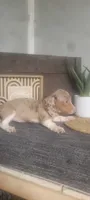 Trixie, a female Miniature Dachshund for sale in Montgomery, IN – 1 of 5