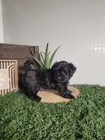 Jase, a male Morkie for sale in Montgomery, IN – 4 of 6