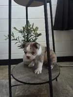 Dillion , a male Boston Terrier for sale in Montgomery, IN – 2 of 8