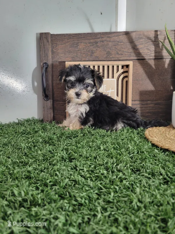 Dexter – Morkie puppy for sale in Montgomery, IN