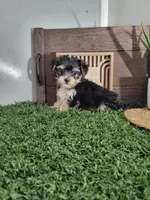 Dexter, a male Morkie for sale in Montgomery, IN – 1 of 4