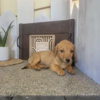 George , a male Pembroke Welsh Corgi and Dachshund for sale in Montgomery, IN – Photo 2 of 4
