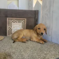 George , a male Pembroke Welsh Corgi and Dachshund for sale in Montgomery, IN – Photo 4 of 4