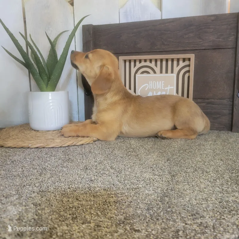 George  – Pembroke Welsh Corgi, Dachshund puppy for sale in Montgomery, IN