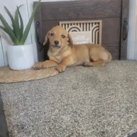 George , a male Pembroke Welsh Corgi and Dachshund for sale in Montgomery, IN – Photo 3 of 4