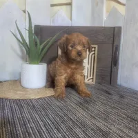 Elmer , a male Yorkipoo for sale in Montgomery, IN – 3 of 5