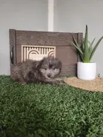 Henry, a male Pomapoo for sale in Montgomery, IN – 4 of 6