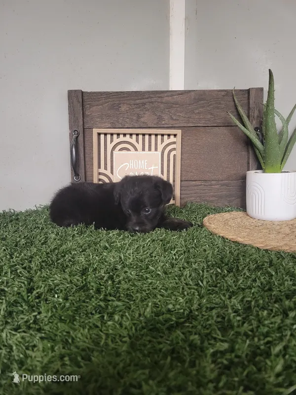 Oscar – Miniature Pinscher, Poodle - Miniature  puppy for sale in Montgomery, IN