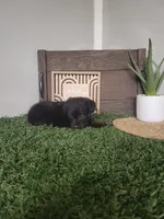 Oscar, a male Miniature Pinscher and Poodle - Miniature  for sale in Montgomery, IN – 1 of 2