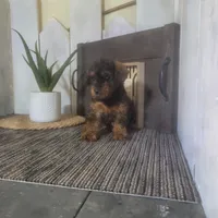 Evan, a male Yorkipoo for sale in Montgomery, IN – 2 of 6