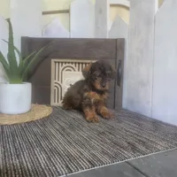 Evan, a male Yorkipoo for sale in Montgomery, IN – 3 of 6