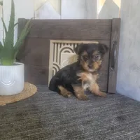 Millie, a female Yorkshire Terrier for sale in Montgomery, IN – 5 of 6