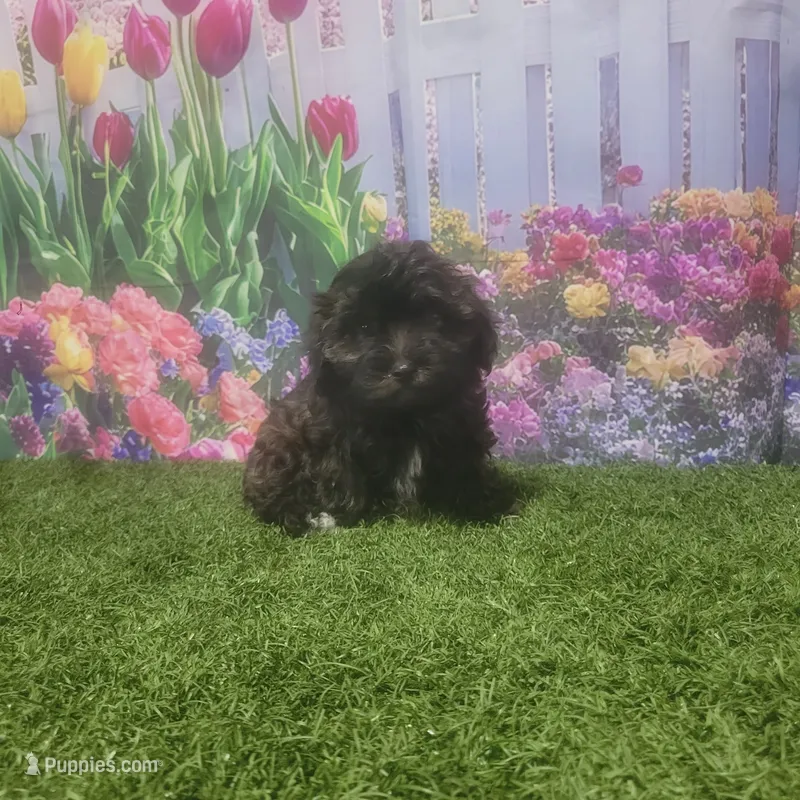Lila – Havanese puppy for sale in Montgomery, IN