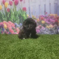 Lila, a female Havanese for sale in Montgomery, IN – 1 of 5