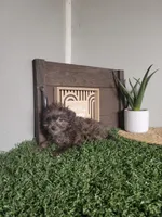 Prince, a male Pomapoo for sale in Montgomery, IN – 2 of 5
