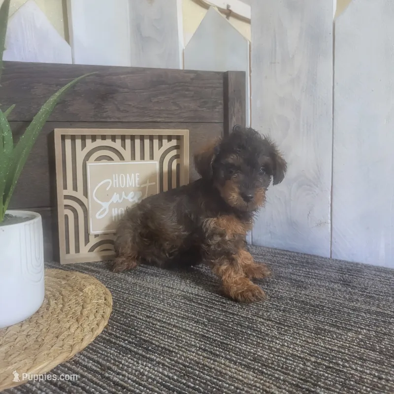 Evan – Yorkipoo puppy for sale in Montgomery, IN