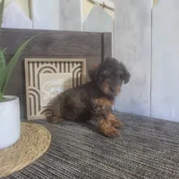 Evan, a male Yorkipoo for sale in Montgomery, IN – 1 of 6