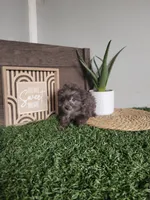 Prince, a male Pomapoo for sale in Montgomery, IN – 3 of 5