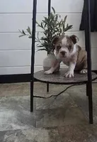 Dillion , a male Boston Terrier for sale in Montgomery, IN – 5 of 8