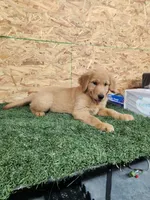 Leo, a male Golden Retriever for sale in Montgomery, IN – 2 of 6