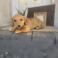 Connie, a female Pembroke Welsh Corgi and Dachshund for sale in Montgomery, IN – Photo 4 of 6