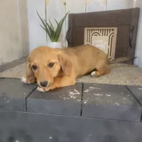 Connie, a female Pembroke Welsh Corgi and Dachshund for sale in Montgomery, IN – Photo 6 of 6