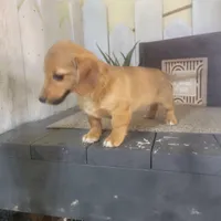 Connie, a female Pembroke Welsh Corgi and Dachshund for sale in Montgomery, IN – Photo 2 of 6