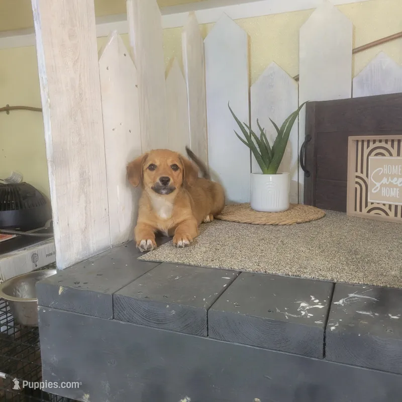 Connie – Pembroke Welsh Corgi, Dachshund puppy for sale in Montgomery, IN