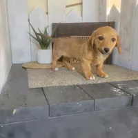 Connie, a female Pembroke Welsh Corgi and Dachshund for sale in Montgomery, IN – Photo 5 of 6