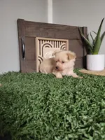 Madison, a male Maltipoo for sale in Montgomery, IN – 2 of 6