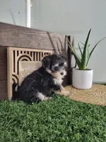 Dexter, a male Morkie for sale in Montgomery, IN – 4 of 4