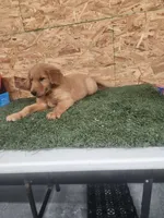 Leo, a male Golden Retriever for sale in Montgomery, IN – 5 of 6
