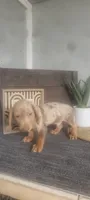 Thomas, a female Miniature Dachshund for sale in Montgomery, IN – 3 of 5