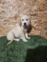 Roger, a male Golden Retriever for sale in Montgomery, IN – 2 of 10