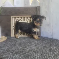 Izzy, a female Yorkshire Terrier for sale in Montgomery, IN – 6 of 6