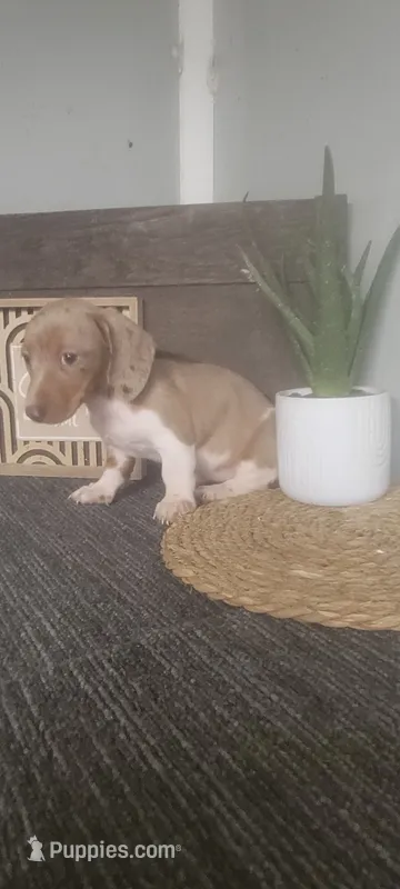 Tammy – Miniature Dachshund puppy for sale in Montgomery, IN