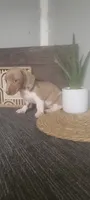 Tammy, a female Miniature Dachshund for sale in Montgomery, IN – 1 of 5